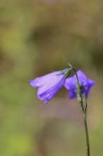 Meadow bellflower (Campanula patula), blue flower, on a nutrient-poor meadow, Wilnsdorf, North