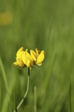 Bird's-foot Trefoil, Bird's-foot Trefoil (Lotus corniculatus), yellow flower in a meadow,