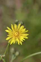 Meadow peony (Crepis biennis), yellow flower by the wayside, Wilnsdorf, North Rhine-Westphalia,