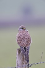Kestrel (Falco tinnunculus), on a pasture fence post, Bieslicher Insel, Lower Rhine, North