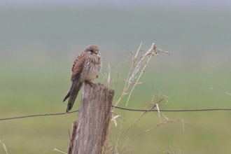 Kestrel (Falco tinnunculus), on a pasture fence post, Bieslicher Insel, Lower Rhine, North
