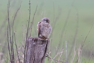 Kestrel (Falco tinnunculus), on a pasture fence post, Bieslicher Insel, Lower Rhine, North