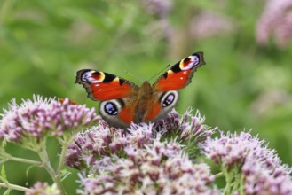 Peacock butterfly (Inachis io) on a flower of the water daffodil (Eupatorium cannabinum),