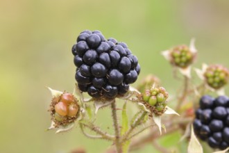 Blackberries (Rubus sectio Rubus), various ripe fruits, nature photography, wild blackberry, ripe