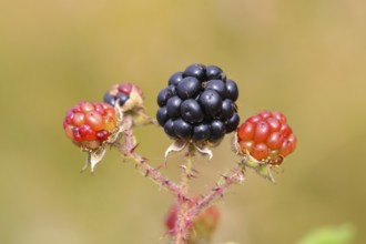 Blackberries (Rubus sectio Rubus), various ripe fruits, nature photography, wild blackberry, ripe