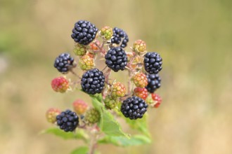 Blackberries (Rubus sectio Rubus), various ripe fruits, nature photography, wild blackberry, ripe