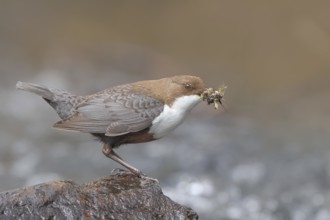 White-throated Dipper (Cinclus cinclus) on a mossy stone on the bank of a river, with caddis fly