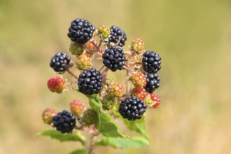 Blackberries (Rubus sectio Rubus), various ripe fruits, nature photography, wild blackberry, ripe