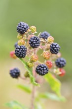 Blackberries (Rubus sectio Rubus), various ripe fruits, nature photography, wild blackberry, ripe