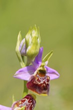 Bumblebee ragwort (Ophrys holoserica) flower, wild orchid, close-up, orchids, orchid, orchid plant,