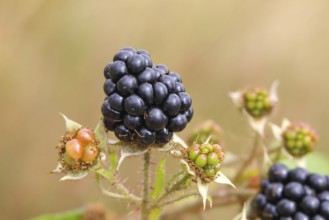 Blackberries (Rubus sectio Rubus), various ripe fruits, nature photography, wild blackberry, ripe