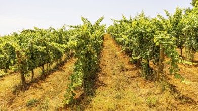 Vineyard near the Arrighi winery, Porto Azzurro, Elba Island, Tuscan Archipelago National Park,