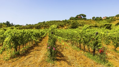 Vineyard near the Arrighi winery, Porto Azzurro, Elba Island, Tuscan Archipelago National Park,