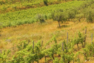 Vines and olive trees, near the Arrighi winery, Porto Azzurro, Elba Island, Tuscan Archipelago