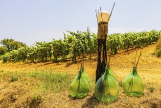 Art object with green glass bottles next to a vineyard, near Arrighi Winery, Porto Azzurro, Elba