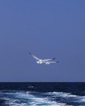 Seagulls (Larinae) following a ship, Elba Island, Tuscan Archipelago National Park, Tuscany, Italy
