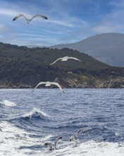 Seagulls (Larinae) following a ship, Elba Island, Tuscan Archipelago National Park, Tuscany, Italy