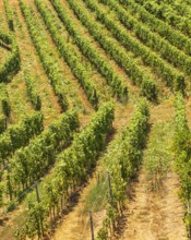 Vines planted in a row, near the Arrighi winery, Porto Azzurro, Elba Island, Tuscan Archipelago