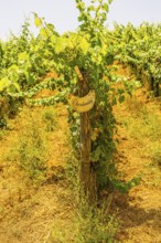 Vine with grapes for Chardonnay wine, near the Arrighi winery, Porto Azzurro, Elba Island, Tuscan