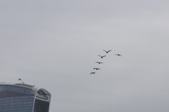 Six cormorant birds flying with the Fenchurch Building or The Walkie Talkie office skyscraper