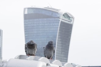 Feral pigeon (Columba livia domestica) two adult birds on the Millenium bridge with Fenchurch