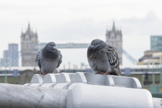 Feral pigeon (Columba livia domestica) two adult birds on the Millenium bridge with Tower bridge in