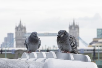 Feral pigeon (Columba livia domestica) two adult birds on the Millenium bridge with Tower bridge in