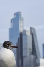 Black headed gull (Chroicocephalus ridibundus) adult bird on the Millenium bridge with office block