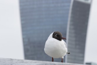 Black headed gull (Chroicocephalus ridibundus) adult bird on the Millenium bridge with the
