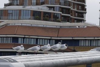 Black headed gull (Chroicocephalus ridibundus) five adult birds on the Millenium bridge with office