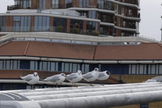 Black headed gull (Chroicocephalus ridibundus) five adult birds on the Millenium bridge with office