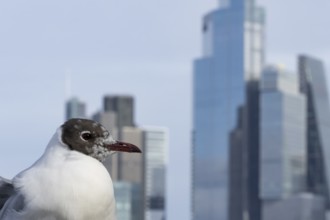 Black headed gull (Chroicocephalus ridibundus) adult bird on the Millenium bridge with office block