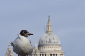 Black headed gull (Chroicocephalus ridibundus) adult bird on the Millenium bridge with the dome of