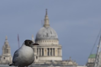 Black headed gull (Chroicocephalus ridibundus) adult bird on the Millenium bridge with the dome of