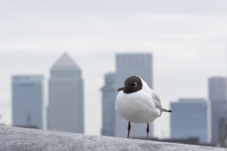 Black headed gull (Chroicocephalus ridibundus) adult bird on the Millenium bridge with office block