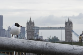 Black headed gull (Chroicocephalus ridibundus) adult bird on the Millenium bridge with Tower bridge
