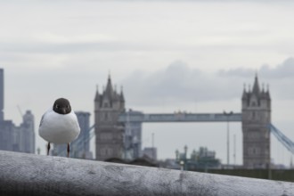 Black headed gull (Chroicocephalus ridibundus) adult bird on the Millenium bridge with Tower bridge