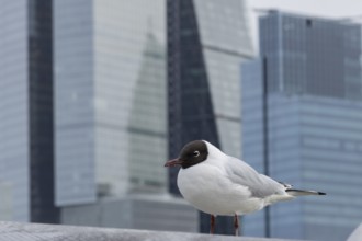 Black headed gull (Chroicocephalus ridibundus) adult bird on the Millenium bridge with office block