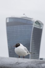 Black headed gull (Chroicocephalus ridibundus) adult bird on the Millenium bridge with the