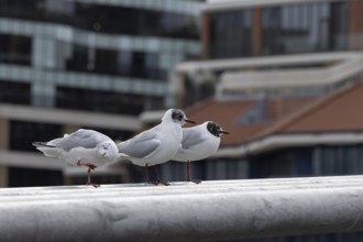 Black headed gull (Chroicocephalus ridibundus) three adult birds on the Millenium bridge with
