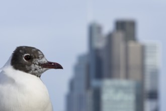Black headed gull (Chroicocephalus ridibundus) adult bird on the Millenium bridge with office block