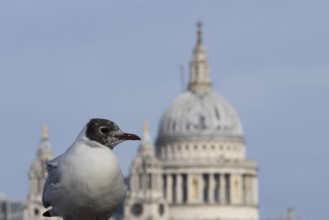 Black headed gull (Chroicocephalus ridibundus) adult bird on the Millenium bridge with the dome of