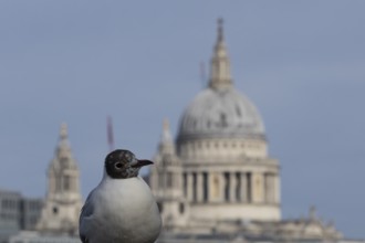 Black headed gull (Chroicocephalus ridibundus) adult bird on the Millenium bridge with the dome of