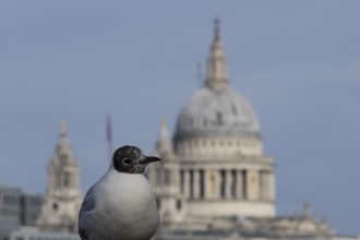 Black headed gull (Chroicocephalus ridibundus) adult bird on the Millenium bridge with the dome of
