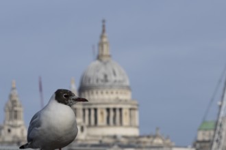 Black headed gull (Chroicocephalus ridibundus) adult bird on the Millenium bridge with the dome of