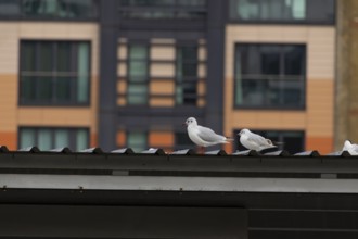 Black headed gull (Chroicocephalus ridibundus) two adult birds on a rooftop with office block