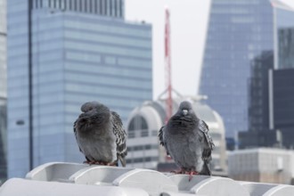 Feral pigeon (Columba livia domestica) two adult birds on the Millenium bridge with office block