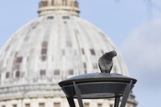 Feral pigeon (Columba livia domestica) adult bird on a street lamp with the Dome of St. Pauls