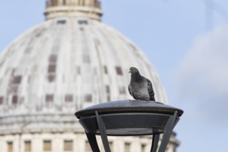 Feral pigeon (Columba livia domestica) adult bird on a street lamp with the Dome of St. Pauls
