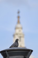 Feral pigeon (Columba livia domestica) adult bird on a street lamp with the Dome of St. Pauls